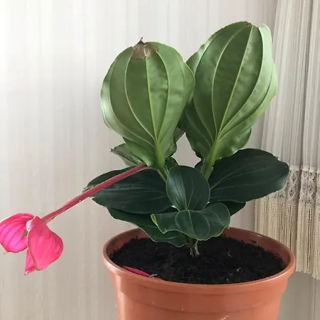 Wei Wei's * Ehenbichl