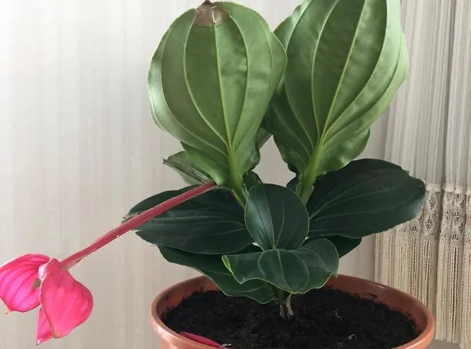 Wei Wei's * Ehenbichl